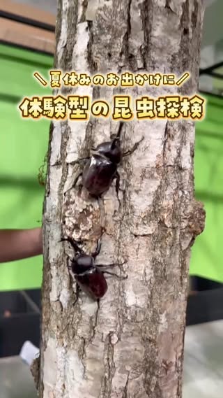 うたママ｜東京発 子連れお出かけ・旅 の投稿