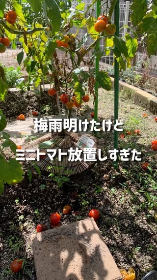 庭のある暮らし（庭DIY・家庭菜園・花） の投稿