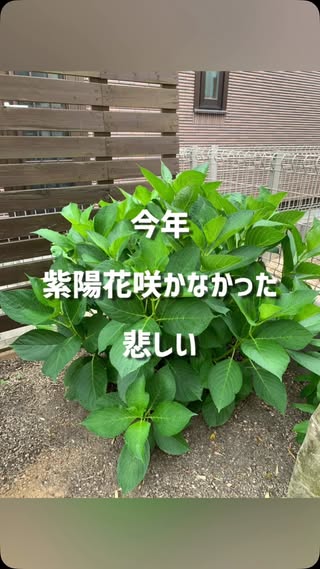 庭のある暮らし（庭DIY・家庭菜園・花） の投稿
